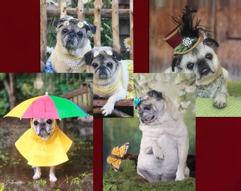Note Cards  - Adorable Pugs Note Cards Boxed Set - 8 Pugs Note Cards - 4x5