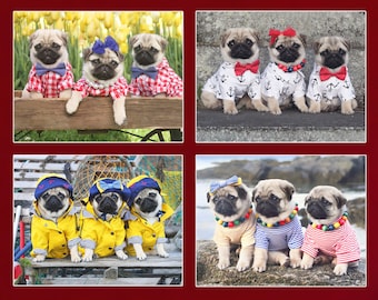 Note Card Set  - Pug Puppy Note Cards - Pugs Note Cards - 4x5