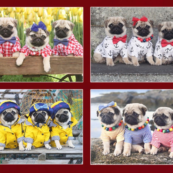 Note Card Set  - Pug Puppy Note Cards - Pugs Note Cards - 4x5