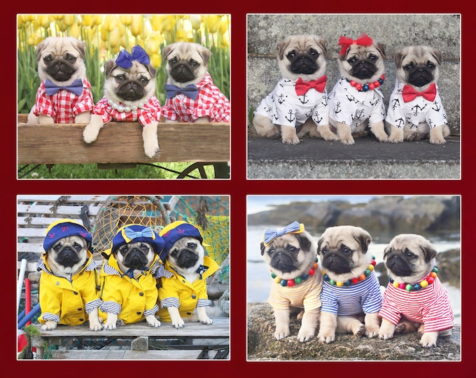 Note Card Set  - Pug Puppy Note Cards - Pugs Note Cards - 4x5