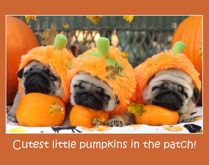 THANKSGIVING Card - Cutest Little Pumpkins in the Patch - Funny Pug Thanksgiving Card 5x7