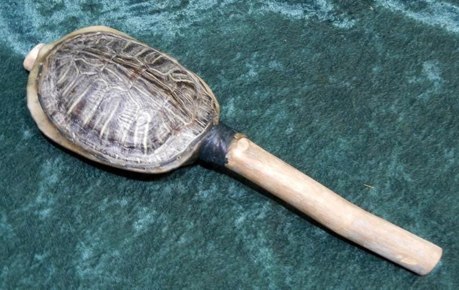 Pagan Rattle Red Ear Turtle Rattle With Deer Rawhide and Choice of Sinew Color ...