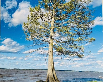 York River Zustandspark