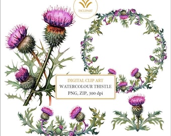 Aquarel distel, krans, boekverdeler PNG digitale illustraties. Handgeschilderde Schotse bloemen digitale clipart. Direct downloaden. Zakelijk gebruik