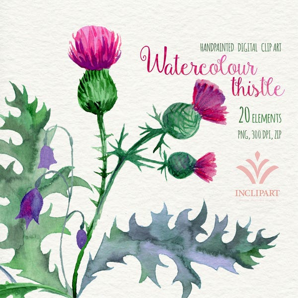 Watercolor Thistle wreath, corner, elements clip art. Hand painted Scottish flowers digital clipart. Instant download  PNG. Business use.