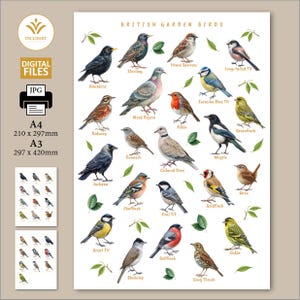 British Garden Birds, Digital druckbare JPG-Dateien. Größe A3,A4. Edukation, Vogelkunde, Digitaldruck, Wandkunst. Gartenvögel, Vogel