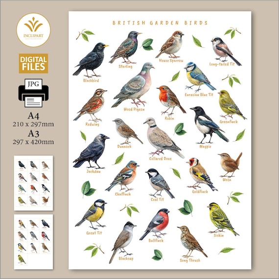 British Garden Birds, Digital printable JPG files. A3, A4 size. Education, bird watching, digital print, wall art. UK garden birds, bird