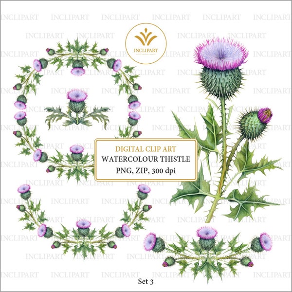 Watercolour Thistle, wreath, book divider PNG digital clipart. Hand painted Scottish flowers digital clipart. Instant download. Business use