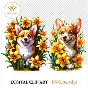Süßer walisischer Corgis Hund und Narzissen, Sublimationsclipart, PNG-Dateien, druckbarer digitaler Download. Corgis Hund und Blumen Clip Art 2 PNG Dateien