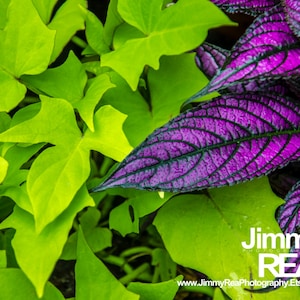 May include: Close-up of vibrant green and purple leaves. The leaves are a mix of bright green and deep purple, with intricate veining. The image is a close-up shot, highlighting the textures and colors of the foliage. The leaves are wet, suggesting recent rain.