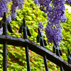 May include: Close-up of a wrought iron fence with decorative spear-like finials. The fence is weathered with rust, and the background features vibrant purple wisteria flowers and green foliage, creating a contrast of textures and colors.
