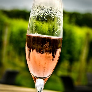 May include: A glass of pink champagne in a tall stemmed glass. The glass is covered in condensation droplets. The background is out of focus and appears to be green foliage.