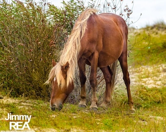 Wild horses of the Outer Banks photographs, horses of Corolla beach house pictures, coastal picture, green, yellow, brown, OBX photography