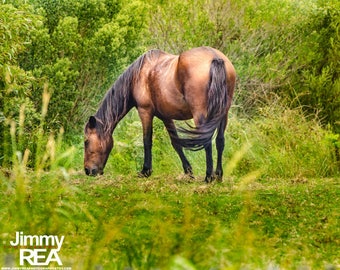 Wild horses of the Outer Banks photographs, horses of Corolla beach house pictures, coastal picture, green, yellow, brown, OBX photography