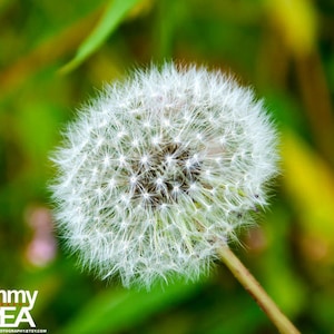 May include: Close-up of a white dandelion seed head, with a spherical shape and delicate, feathery seeds. The stem is light brown. The background is a blurred mix of green and yellow.