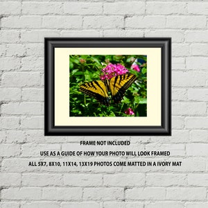 Swallowtail Butterfly wall decor photograph, nursery wall art photo, girl's room pictures, office wall art, Christmas gift image 3