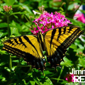 Swallowtail Butterfly wall decor photograph, nursery wall art photo, girl's room pictures, office wall art, Christmas gift image 1