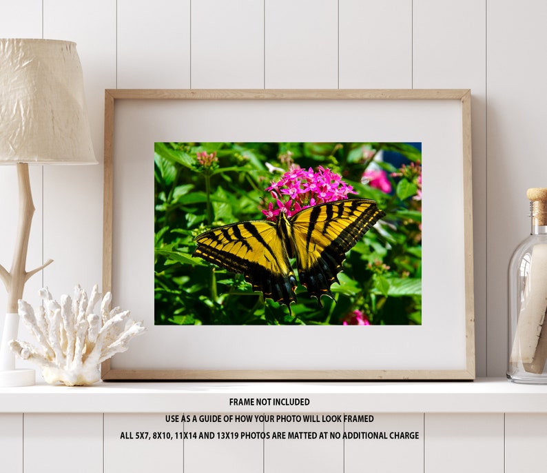 Swallowtail Butterfly wall decor photograph, nursery wall art photo, girl's room pictures, office wall art, Christmas gift image 2