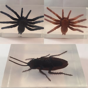 Bug Soap / Cockroach Soap / Tarantula Soap / Spider Soap / Prank Soap / Halloween Soap / ~4 oz total / Glycerin Soap / Horror Soap / Creepy