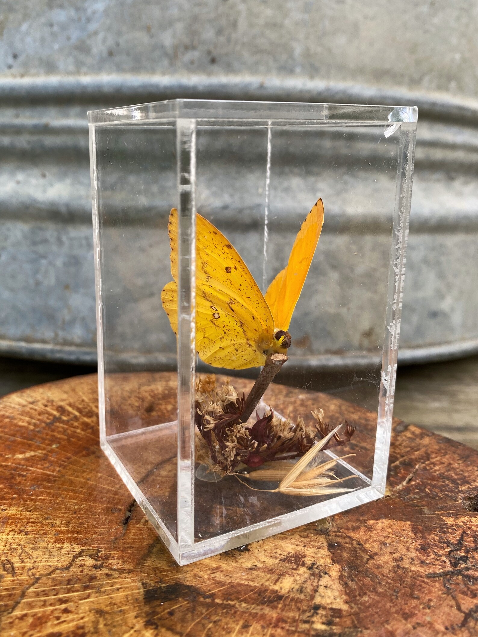 Butterfly Taxidermy Preserved Butterfly Acrylic Case Etsy