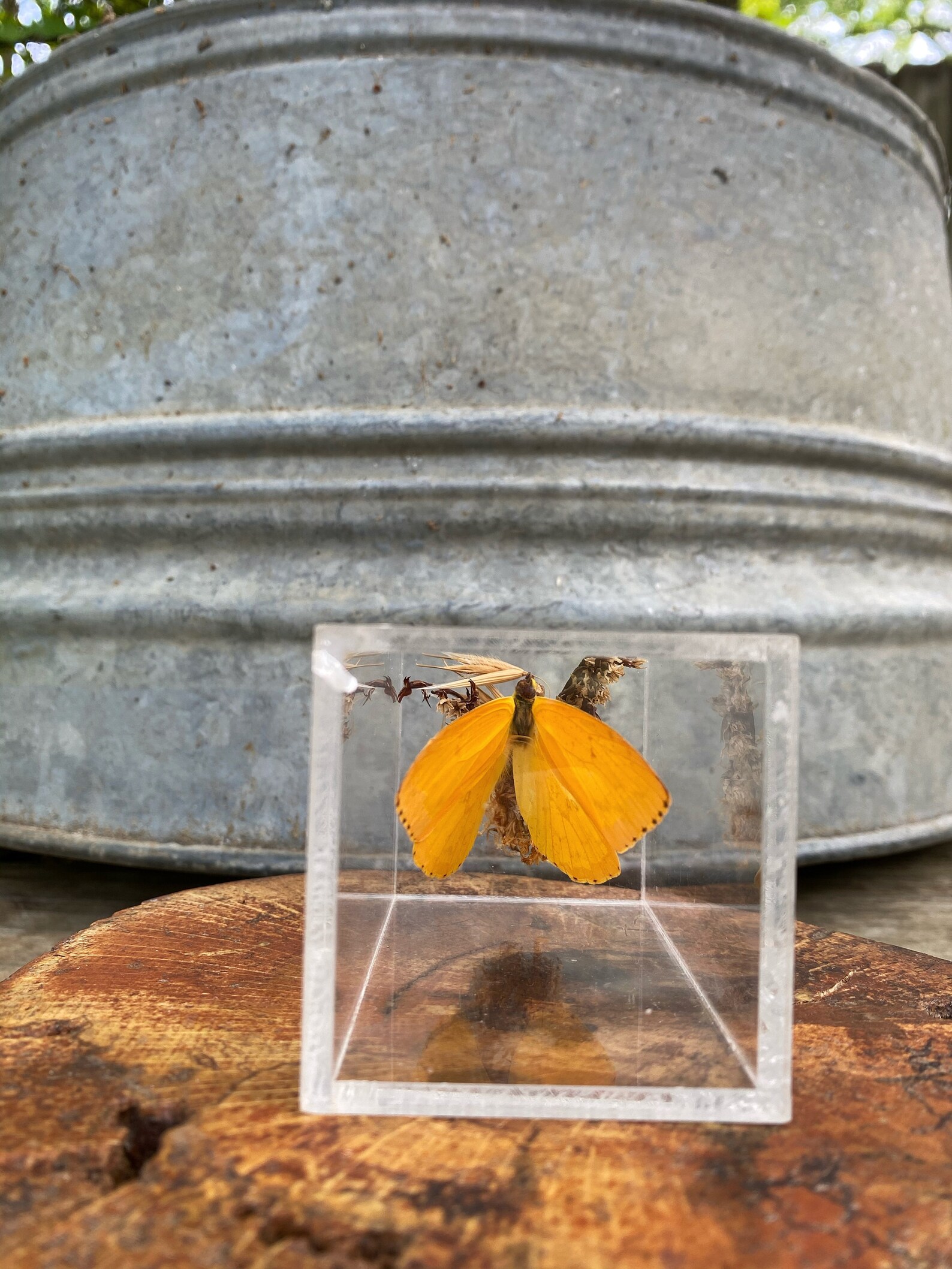 Butterfly Taxidermy Preserved Butterfly Acrylic Case Etsy