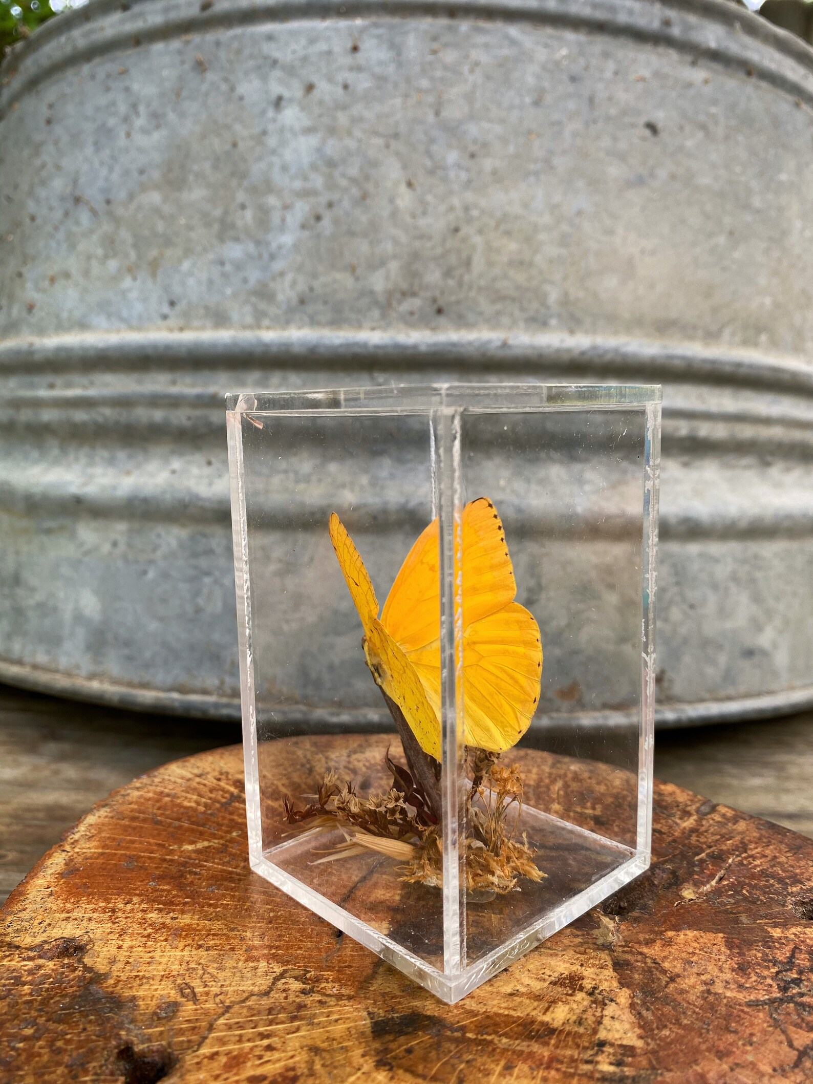 Butterfly Taxidermy Preserved Butterfly Acrylic Case Etsy