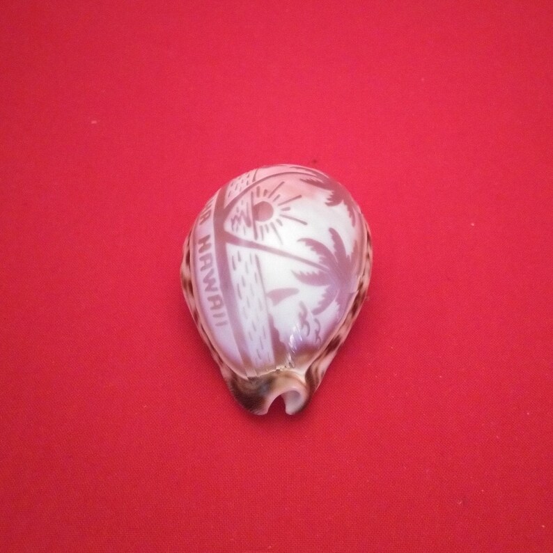 Aloha Hawaii Shell