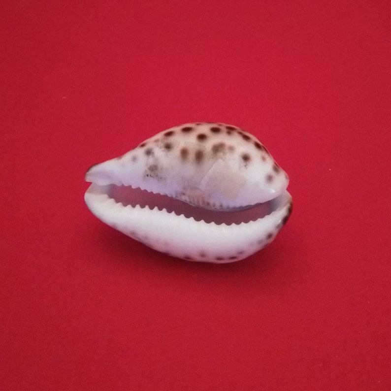 Aloha Hawaii Shell