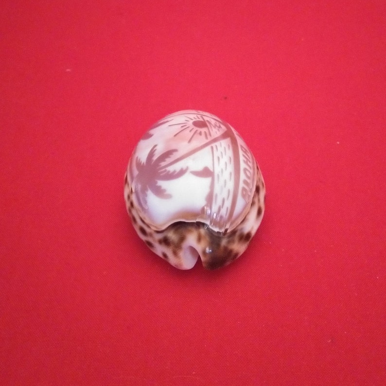 Aloha Hawaii Shell