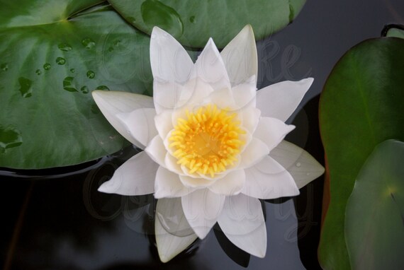 Chinese Water Lily -- Choose Your Size - Etsy