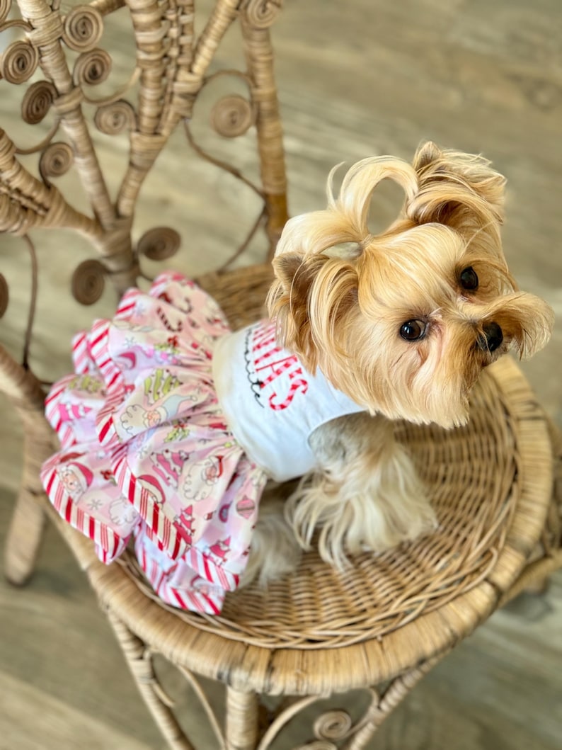 May include: A small dog wearing a white shirt with the word "WINTER" in red script and a pink and red patterned dress. The dog is sitting on a wicker chair.