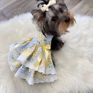 May include: A small Yorkshire Terrier dog wearing a blue and yellow floral dress with a yellow ribbon bow. The dress has white lace trim and a yellow ribbon bow at the waist.