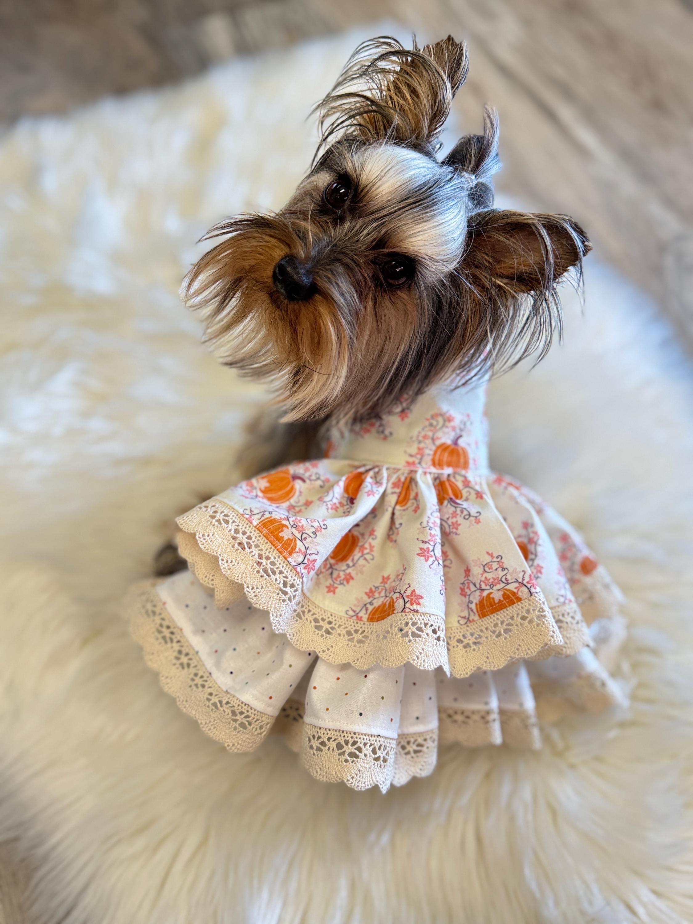 Expensive Dog Clothes Luxury Dog Brands Luxury Pet Accessories