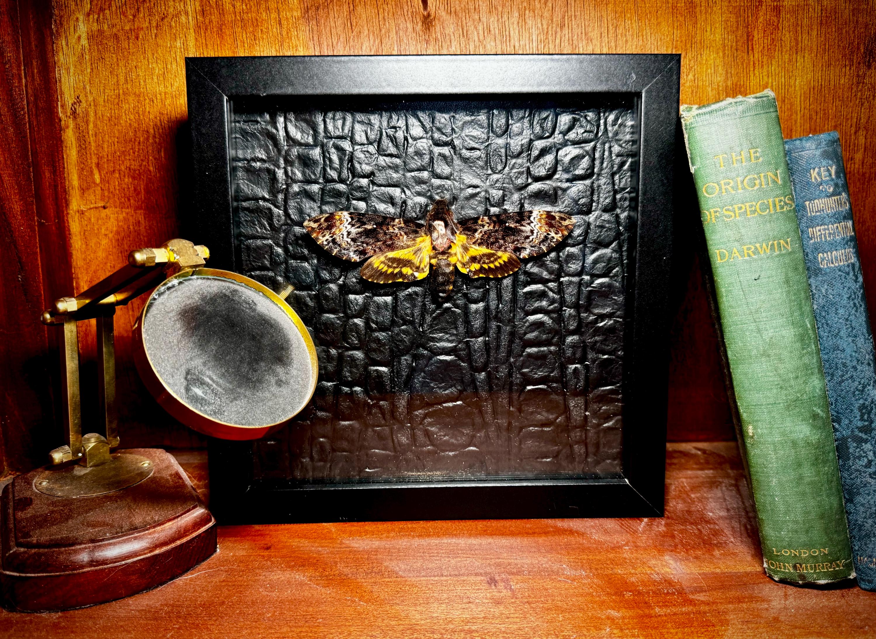 Death's Head Moth Taxidermy: Framed Insect Art, Goth Decor