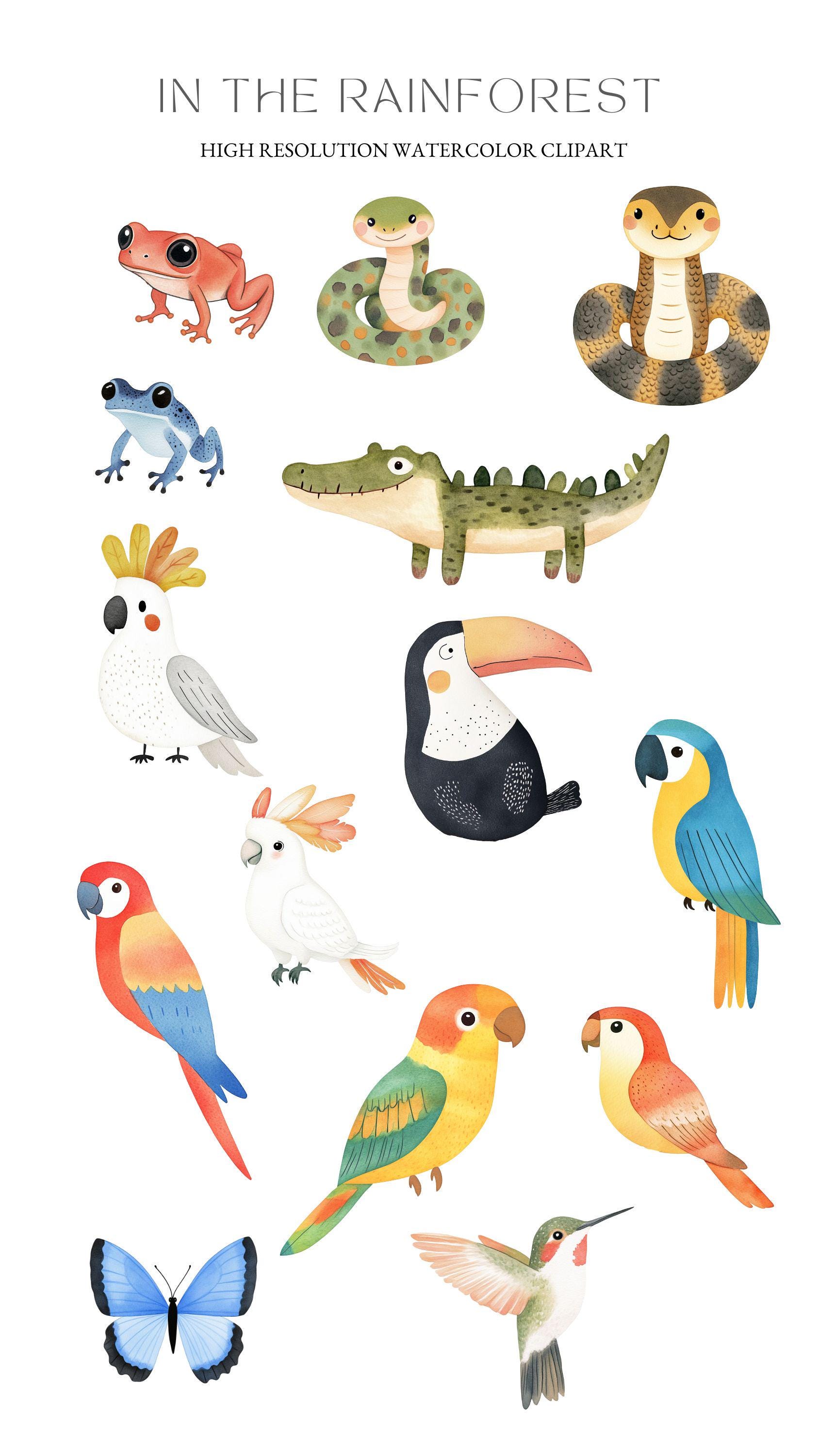 Rainforest Animals Clipart: Watercolor Jungle Set (PNG, Commercial Use ...