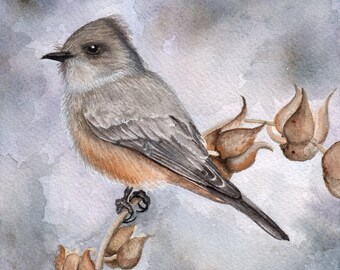 Say's Phoebe - watercolor painting archival print - 5x5