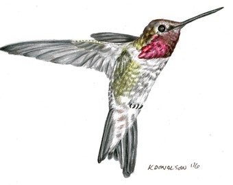 Anna's Hummingbird - Pencil drawing archival print - 5x7