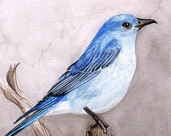 Mountain Bluebird - watercolor painting archival print - 5x5