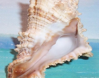 71.0mm Vasum Aristovasum cassiforme HELMET VASE Shell, Seashell from Brazil