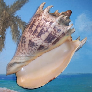 Enorme 216,5 mm/8,52&quot; Voluta Cymbiola imperialis IMPERIAL VOLUTE-zeeschelp met uitstekende markeringen en ORANJE diafragma