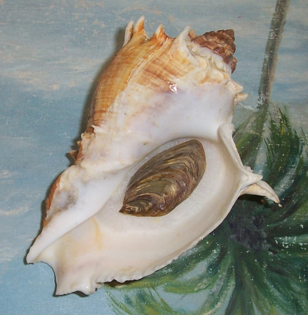 Huge 150.8mm Florida Melongena Corona Kings CROWN Conch SEASHELL JB - Etsy