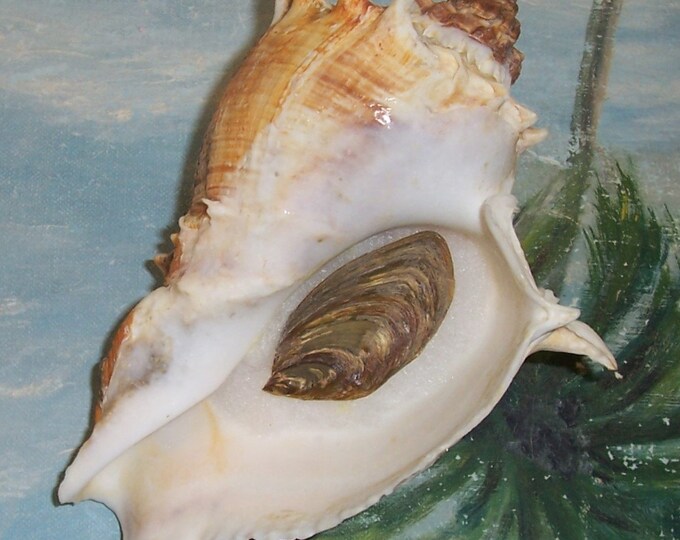 Huge 150.8mm Florida Melongena Corona Kings CROWN Conch SEASHELL JB - Etsy
