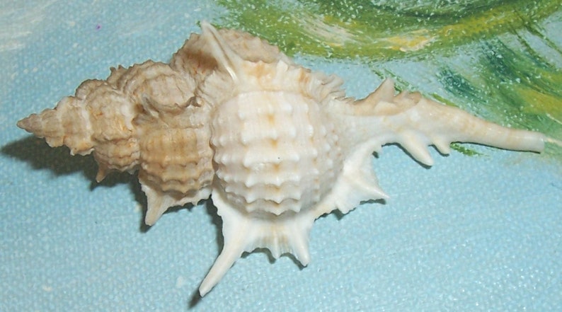 67.5mm Florida Specimen Grade Siratus beauii Beau's Murex Seashell, Shell w/ Data JB image 2