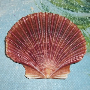 May include: A close-up of a scallop shell with a fan-like design. The shell has a reddish-brown hue with darker red and pink stripes radiating from the center. The shell's base is a lighter tan color, and the background is a light blue with green accents.