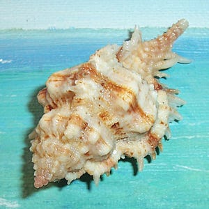 May include: A detailed close-up of a beige and brown seashell with a textured surface and spiky protrusions. The shell has a complex, irregular shape, with areas of light and dark brown patterns. The background is a painted scene of the ocean.