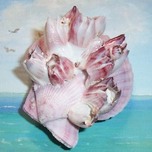 May include: A cluster of barnacles, showcasing a mix of white and pink hues. The barnacles have a textured, layered appearance, with some areas displaying a deeper reddish-pink color. The base shell is a pale pink, creating a natural, coastal aesthetic.