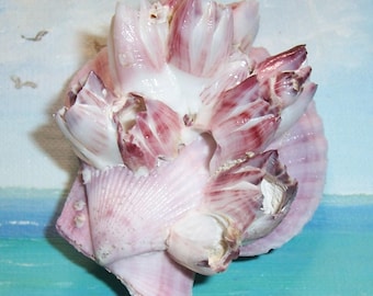 Cône conique planorbis coquille 1-1/2- 2 (1 coquille) - France