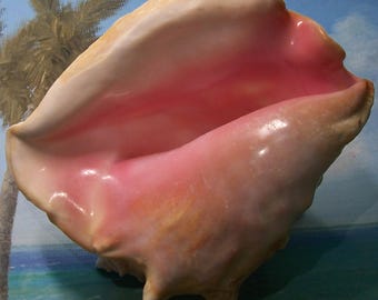 Rare 7 1/2" Dwarf adult FLORIDA Keys Collected Queen, Pink Conch Shell SEASHELL w/ no Harvest Hole