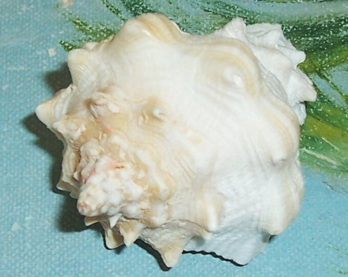 59.9mm Florida Keys Vasum Muricatum CARIBBEAN VASE Shell SEASHELL #11 ...