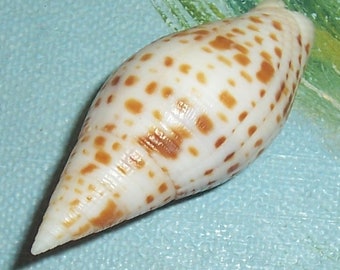 41.7mm Mitra cardinalis CARDINAL MITRE Shell, Seashell w/ Data JB